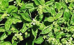 Basil