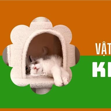 pet bed
