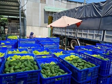 Fresh Bitter Melon