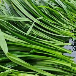 Pineapple leaves