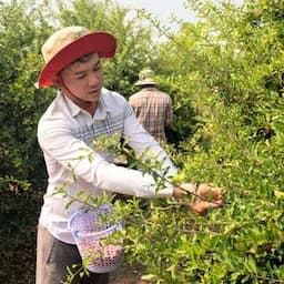 Acerola farm
