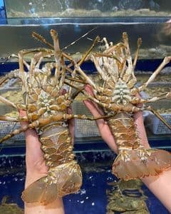 Fresh lobster