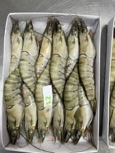 Frozen giant tiger prawns