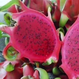 Red flesh dragon fruit