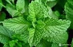 Mint flavor