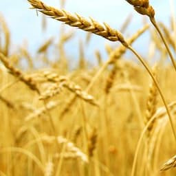 Grain and oilseeds