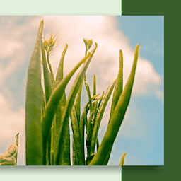 Guar Gum Powder - Industrial Grade