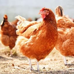Animal Nutrition