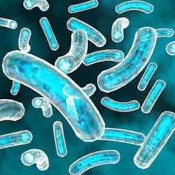 Probiotics and Fermentation Ingredients