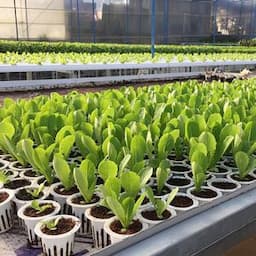 Agricultural products