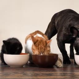 wet pet food