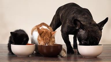 Dog & Cat Food