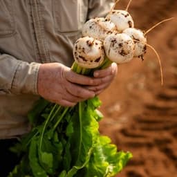 Daikon