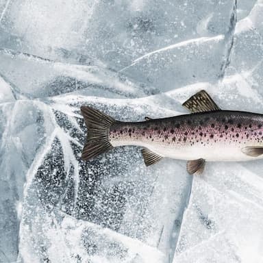 Steelhead Trout