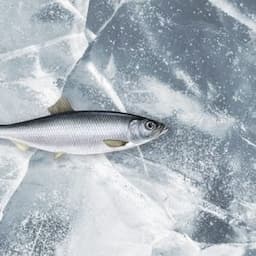 Atlantic Herring
