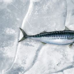 Atlantic Mackerel