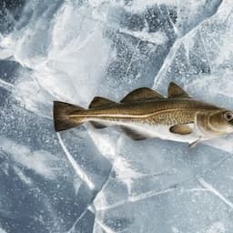 Atlantic cod