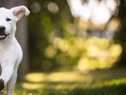 A balanced gut is the key to a healthy pet