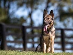 AAFCO’s new guidelines for pet food labeling