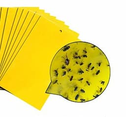 Insect Trapping Adhesives