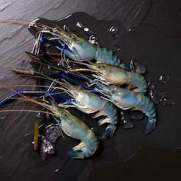 Freshwater Shrimp