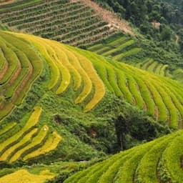 Agriculture in Vietnam