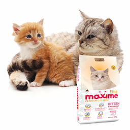 Maxime Elite Kitten and Mother Cat