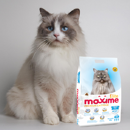 Maxime Elite Adult Cat