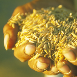 Paddy Rice