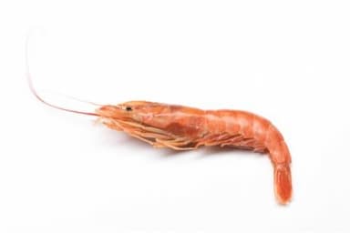 Argentine Shrimps - HOSO (Head On Sheel On)