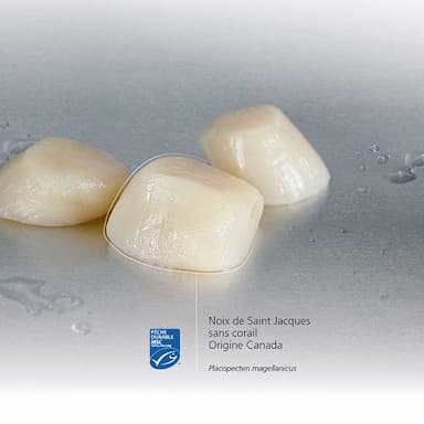 Noix de Saint Jacques sans corail