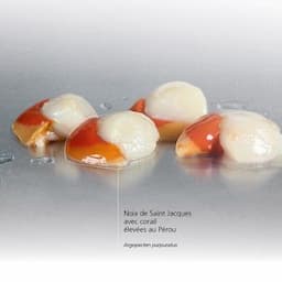 Noix de Saint Jacques avec corail élevées au Pérou