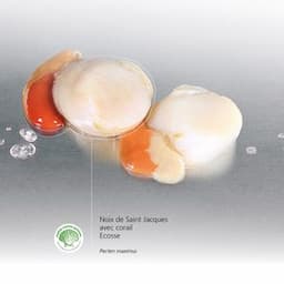 Noix de COQUILLES Saint Jacques avec corail Ecosse