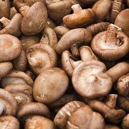 Shiitake Extract - Professional, Food Industry, Cosmetic, Nutraceutical, Extract