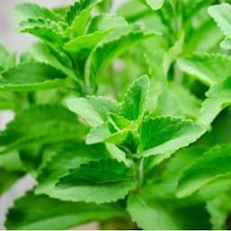 Stevia Extract - Professional, Agro-food, Cosmetic, Nutraceutical, Animal Feed