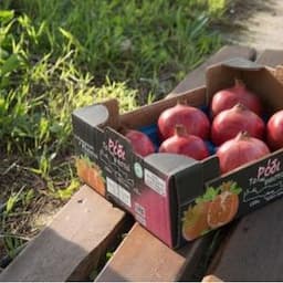 Organic Pomegranate Fruit
