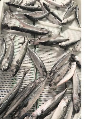 IQF Horse Mackerel