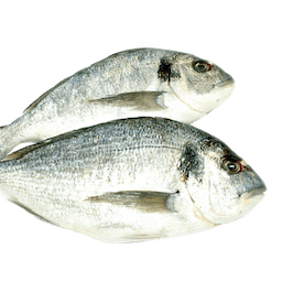 Dorade royal