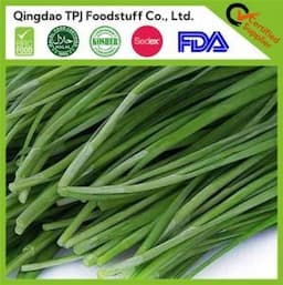 High Quality Cut IQF Frozen Chinese Leek / Reliable Frozen Vegetable & Fruit Manufacturer