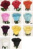Feather Rose