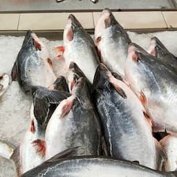 Pangasius