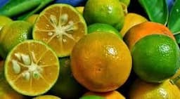 Kumquat